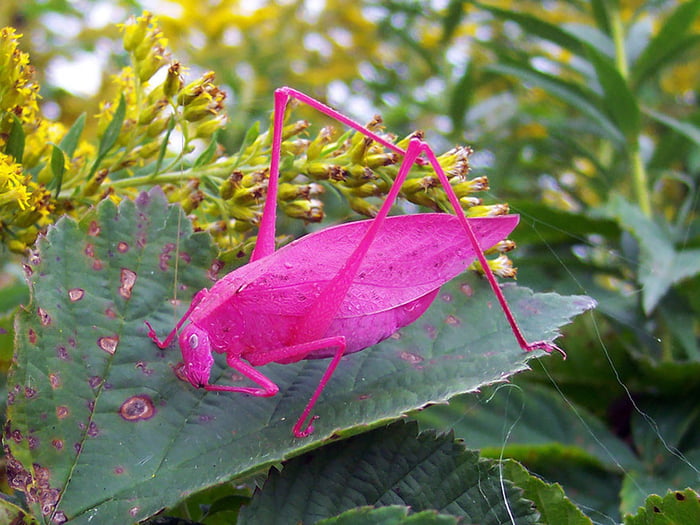 Pink Katydids Are The Result Of A Rare Genetic Mutation.