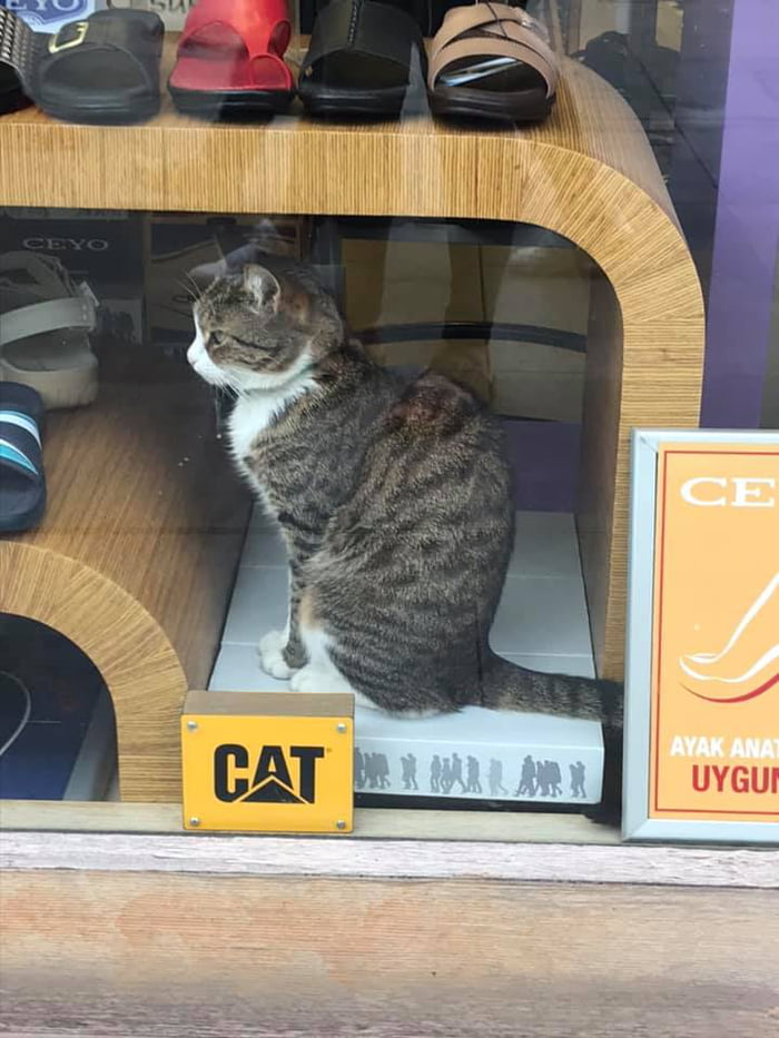 The real cat shoes