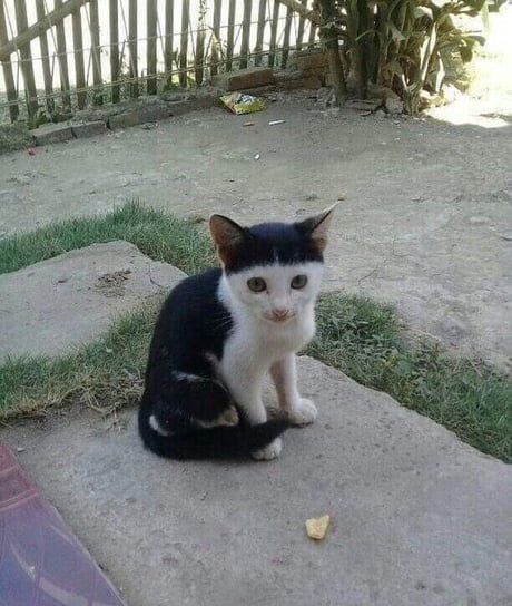 Why does this cat look like Steve Buscemi 9GAG