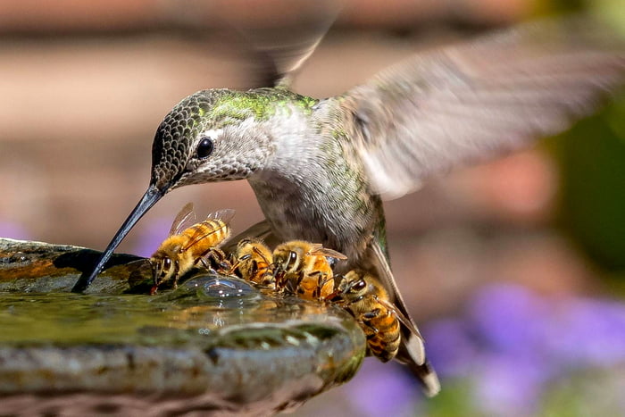 A hummingbird and four bees sharing a water fountain