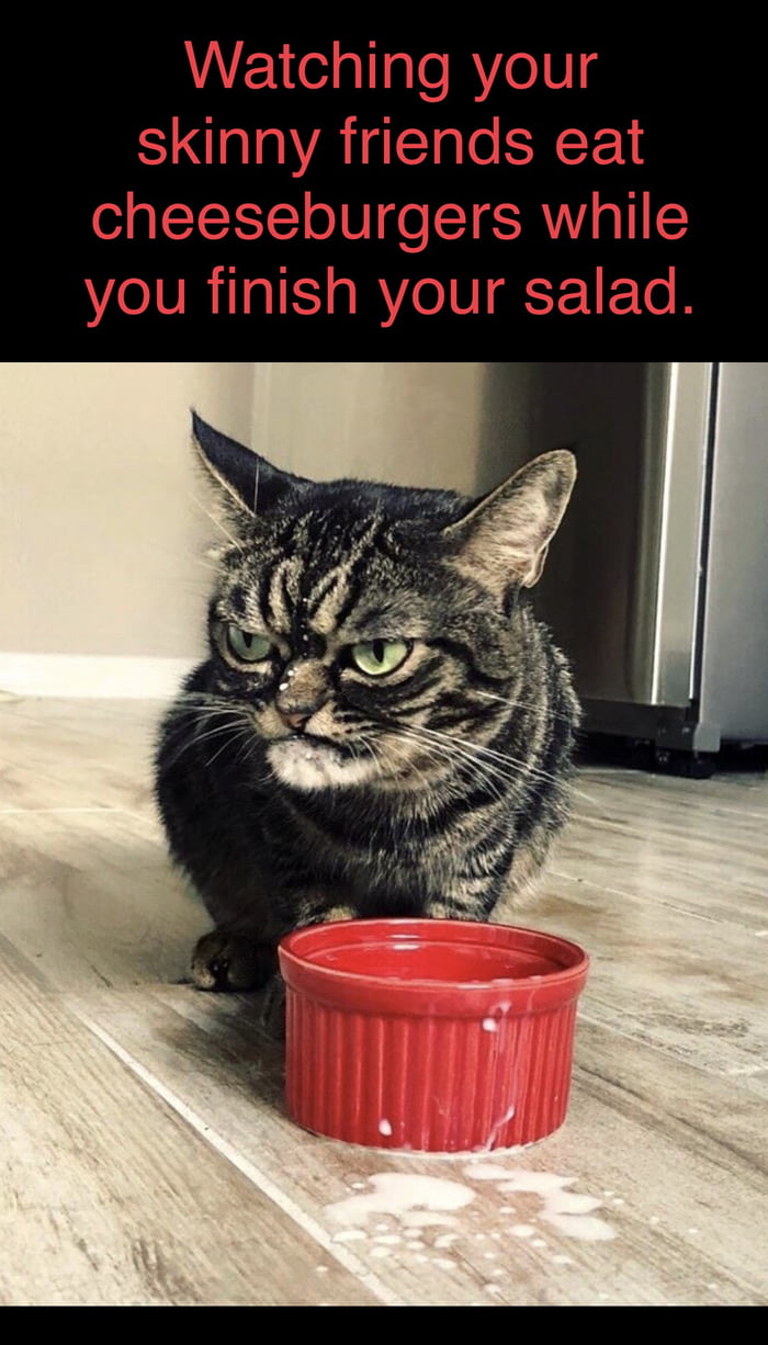 I no can has cheezburger!