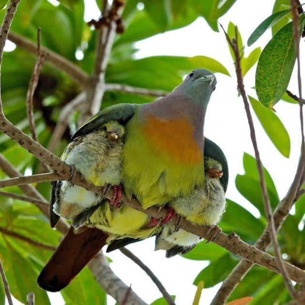 Birds also celebrate Fathers Day