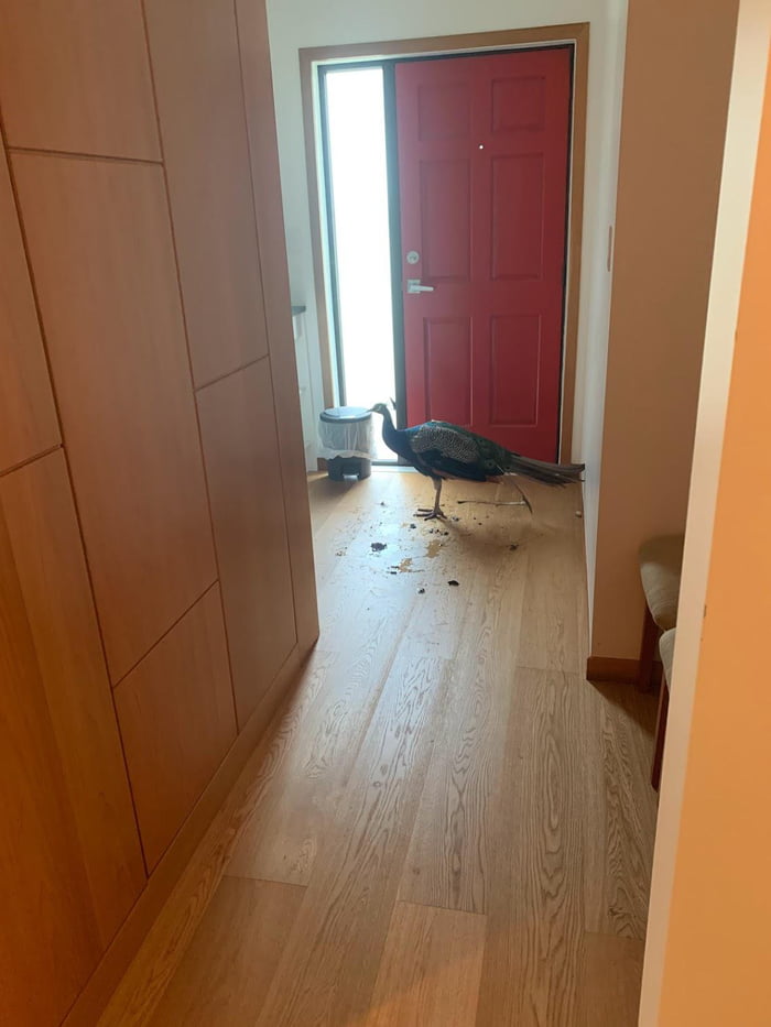 When You Leave The Door Open And A Bird Gets In Your House 9GAG