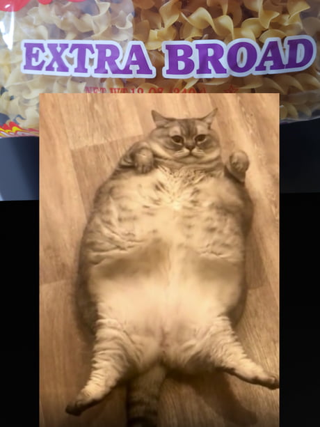 Best Funny fatcat Memes - 9GAG