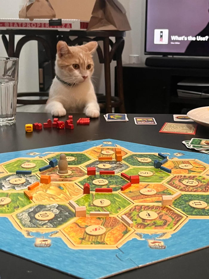 A Cat Playing Board Games 9GAG