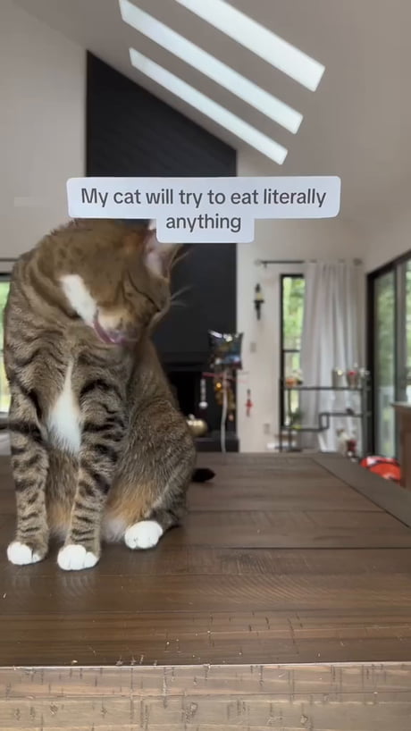 Catto can eat Litarally everything