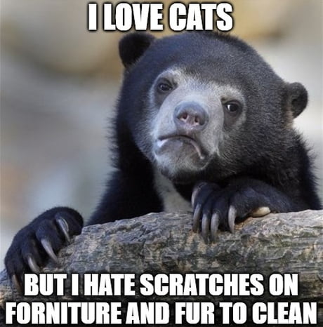 Please feel free to share your sad cat memes. I Need new pictures for  my. collection - 9GAG