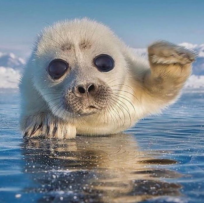 Henlo land puppers!