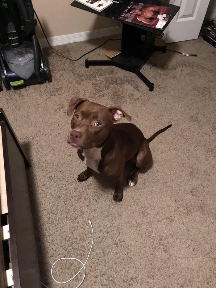 Goodest girl does a sit