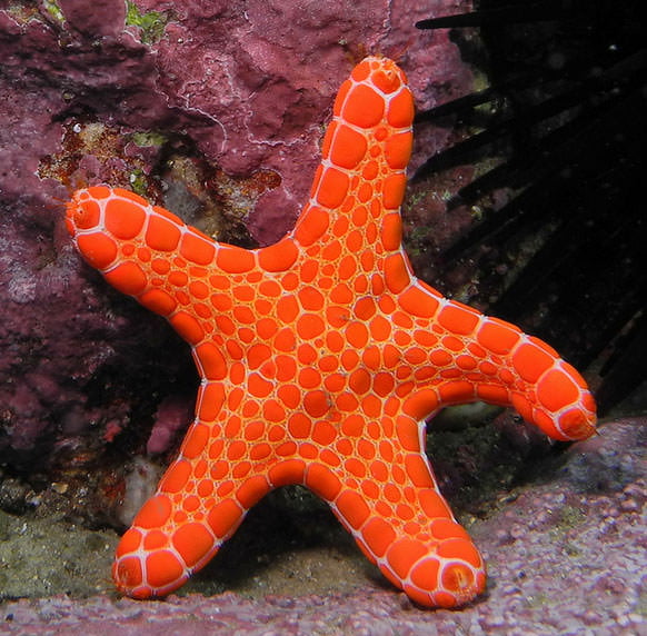 Sea stars are able to regenerate limbs, and in some cases, entire bodies. Some require the central body to be intact to regenerate, but a few species can grow an entirely new sea star just from a portion of a severed limb. They have no brains and no blood.