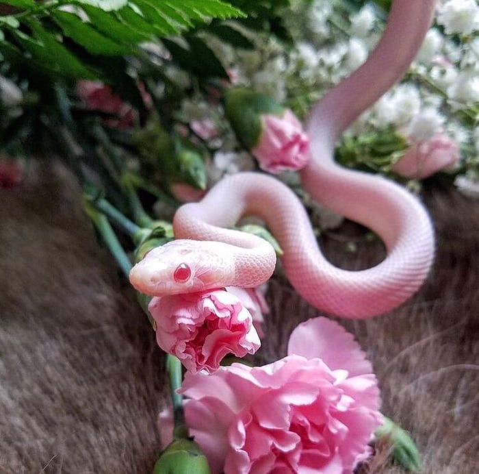 This snek is more beautiful than me