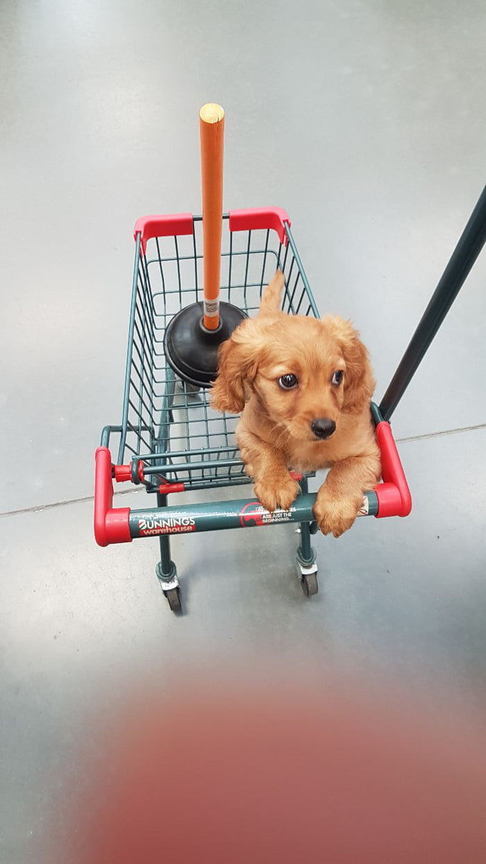 Bunnings has little trolleys.