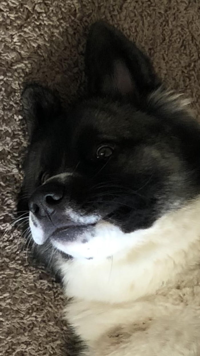 Hello I am doge