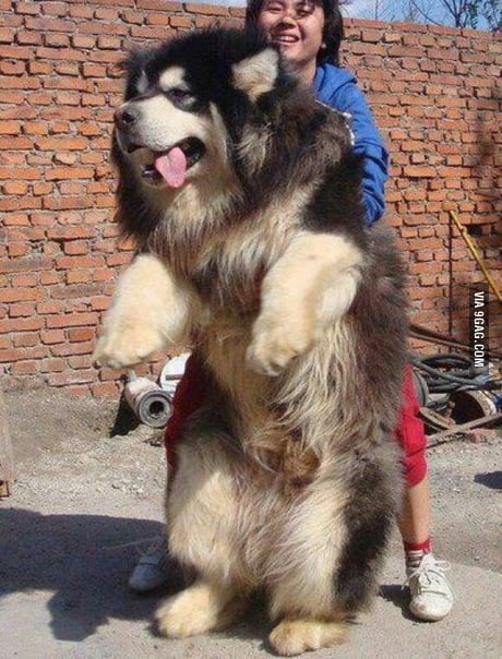 World's most expensive dog best sale tibetan mastiff