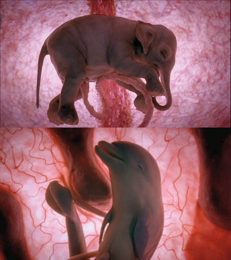 National Geographic producer Peter Chinn created images of unborn animals  using a combination of 4-D scanning, CGI and tiny camera for the TV series  