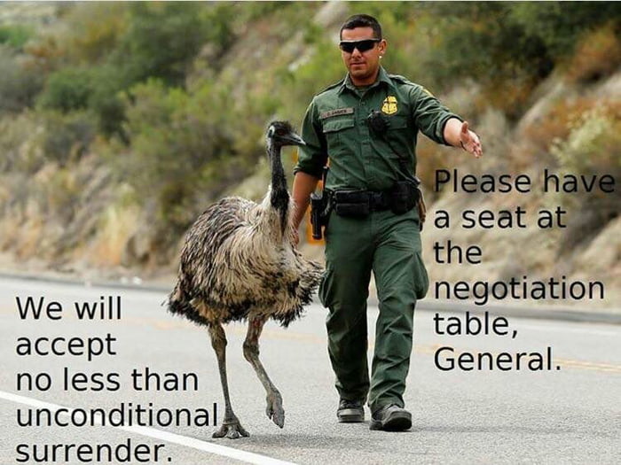 Emu and Human general discuss human capitulation (Great Emu War 1932