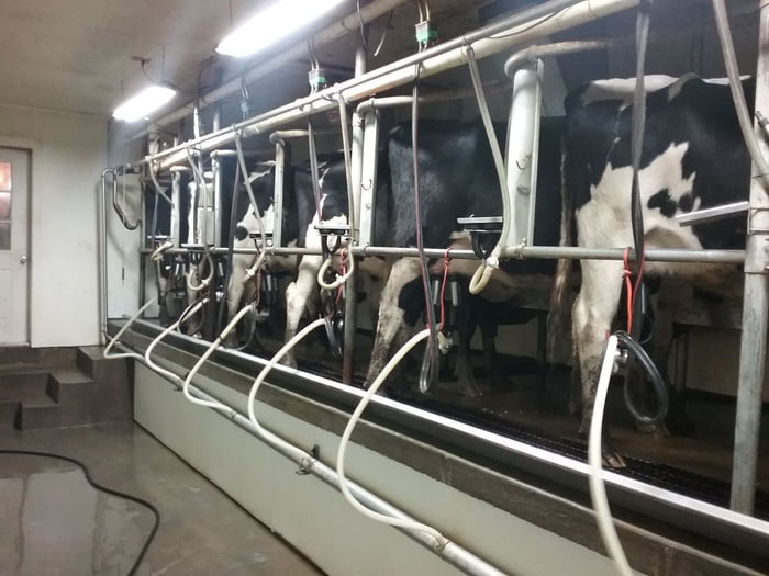 What the inside of a dairy barn looks like