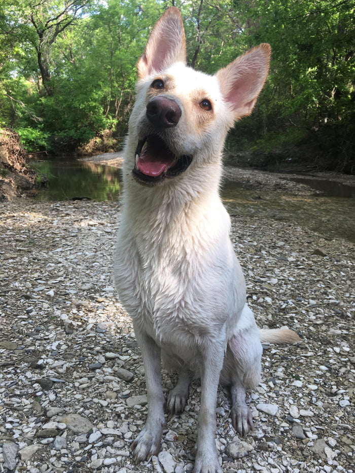 This rescue German Shepherd is a happy girl now