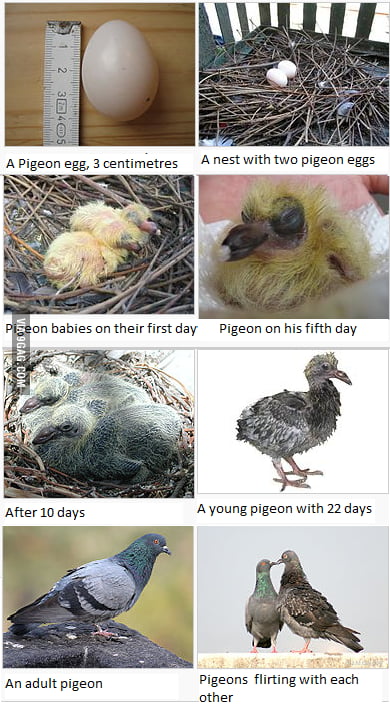 To Everyone Wondering How Baby Pigeons Look Like 9gag