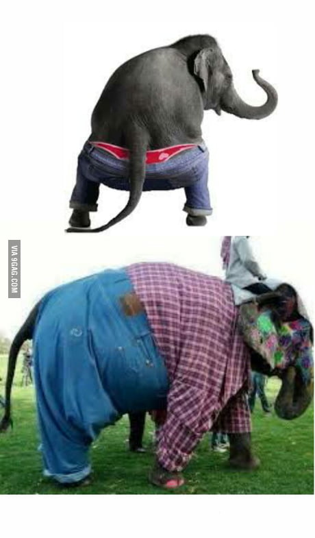 elephant pantsRecherche TikTok