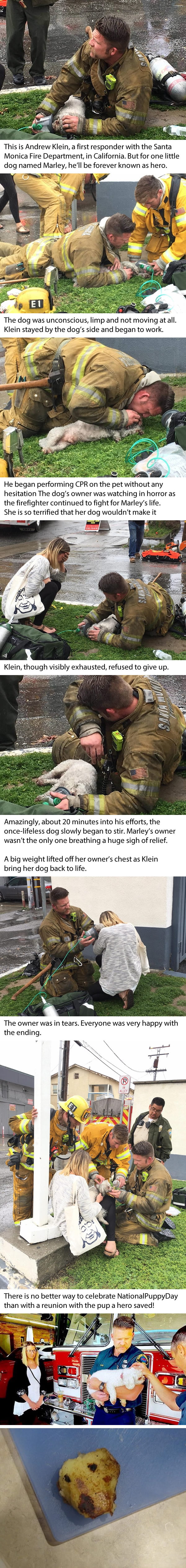 Firefighters Rescue Pup After 20 Minutes Of Mouth-To-Snout Resuscitation (Photos by Billy Fernando)