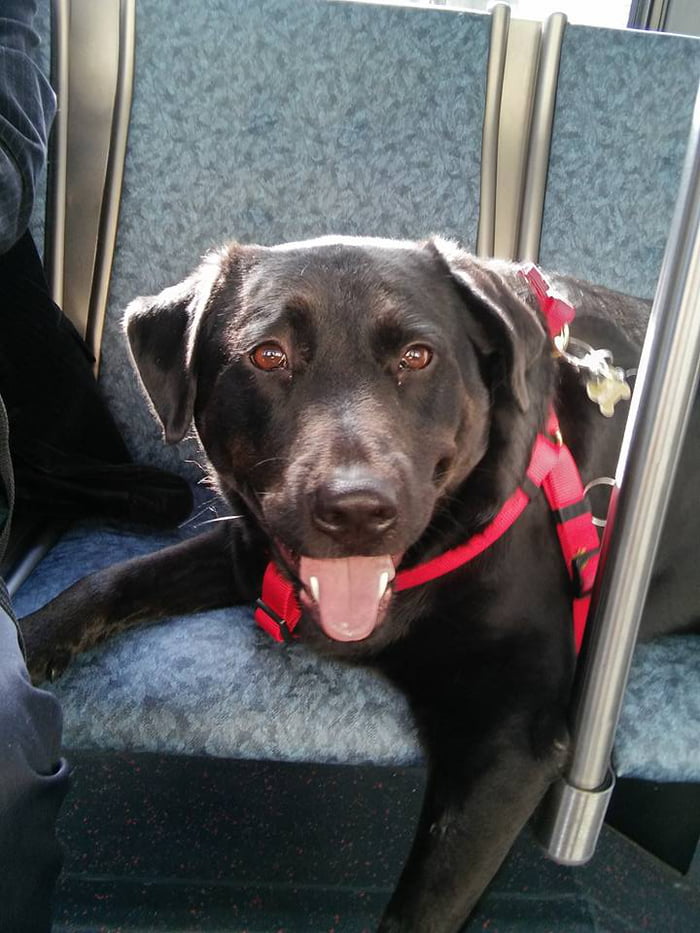 Eclipse The Dog Who Rode Bus To Park Every Day By Herself Has Passed Away - 9GAG