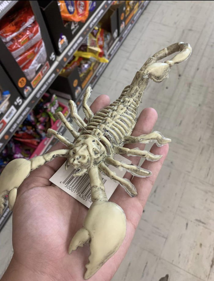 A skeleton decoration depicting an animal that does not have a skeleton