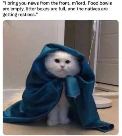 We need to do something about this right meow, gracious one - 9GAG
