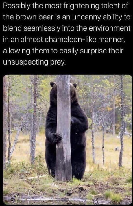 Bear with me! - 9GAG