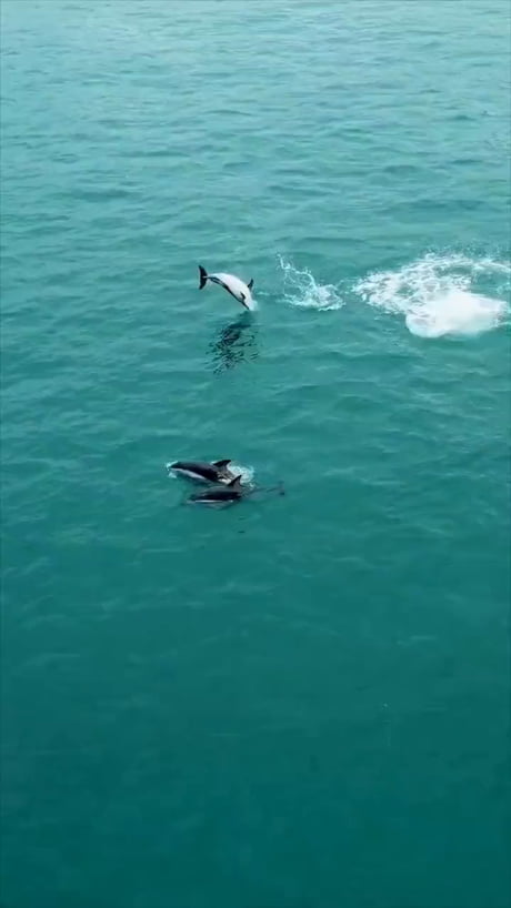 Someone needs to reset this dolphin gif