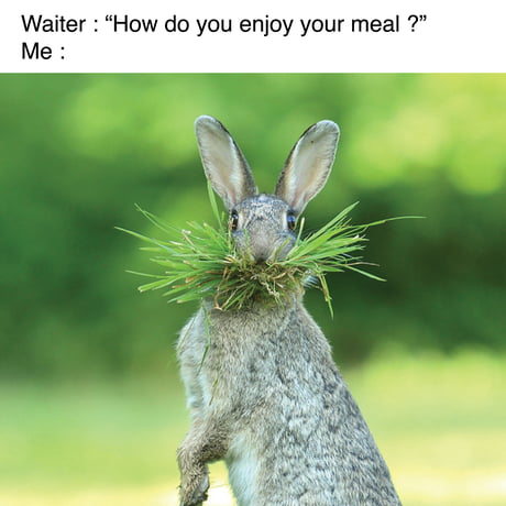 Pet Rabbit Memes