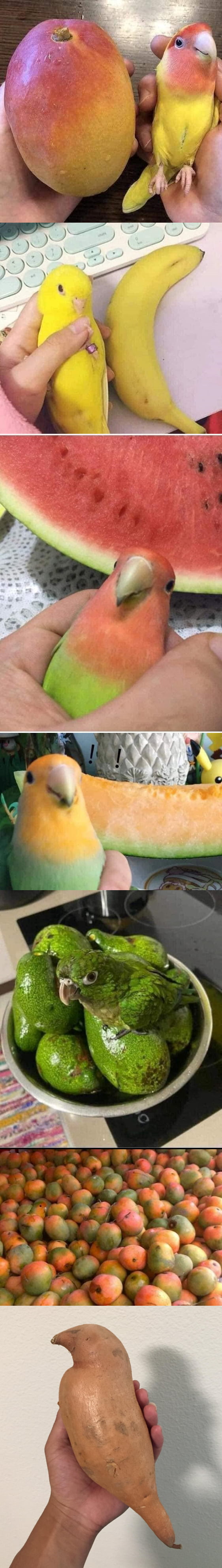 Fruits and birds 9GAG