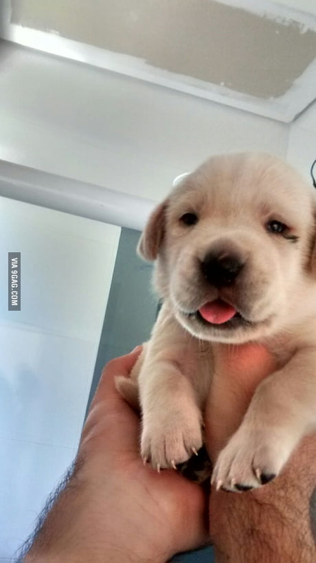 I heard you guys like puppies. Here s my Labrador puppy 20 days old 9GAG