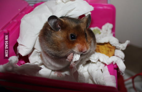 Why is My Hamster Eating His Bedding 