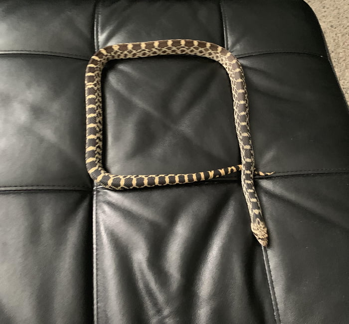 Fitted snek.