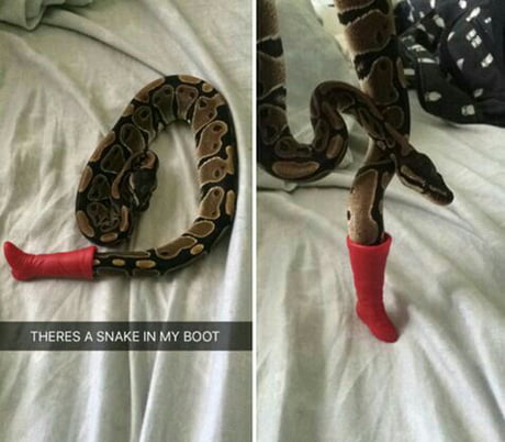There's a boot on my snake!