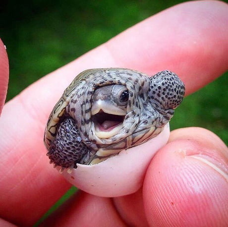 A Baby Turtle Coming Out The Egg 9gag