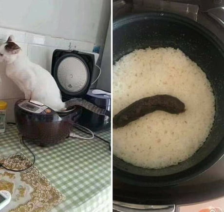 Just Buy a Damn Rice Cooker