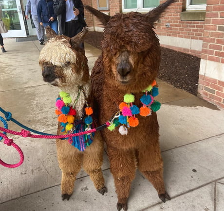 Woman Brings Alpacas To Johnny Depp s Trial To Try To Cheer Him Up