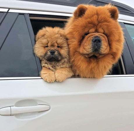 funny chow chow