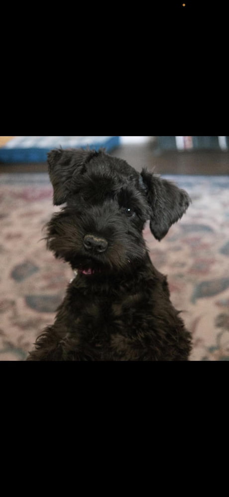 are lakeland terrier puppies lazy