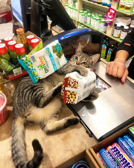People Are Sharing Pics Of Cats Spotted In Small Shops As If They Own The Place 9gag