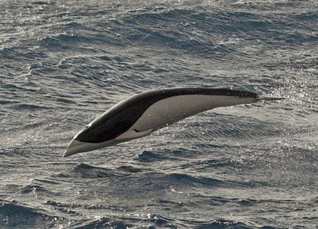 The Southern Right Whale Dolphin is one of two dolphins that lacks