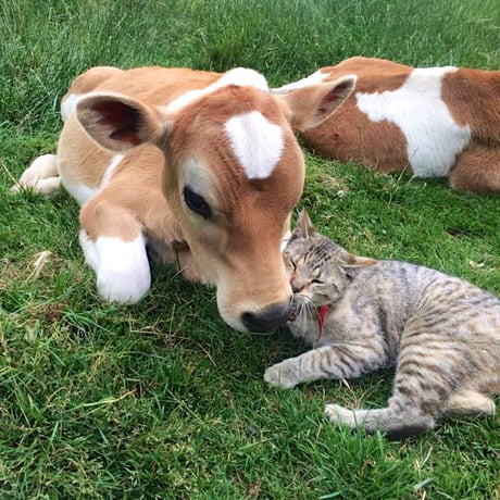Cat gives grass puppy some licks