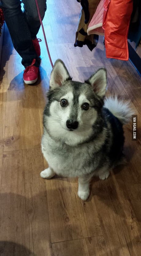 alaskan klee kai cena