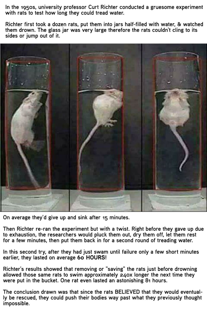 The Curt Richter rat experiment