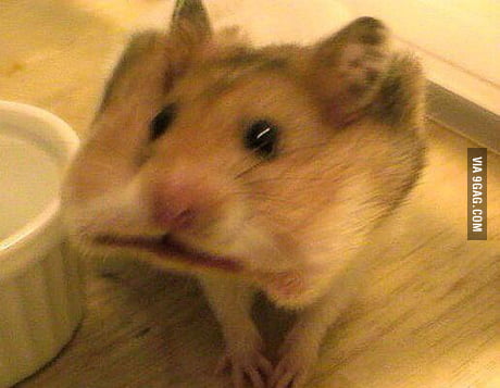 Hamster Ate Entire Piece Of Cracker In One Go 9gag