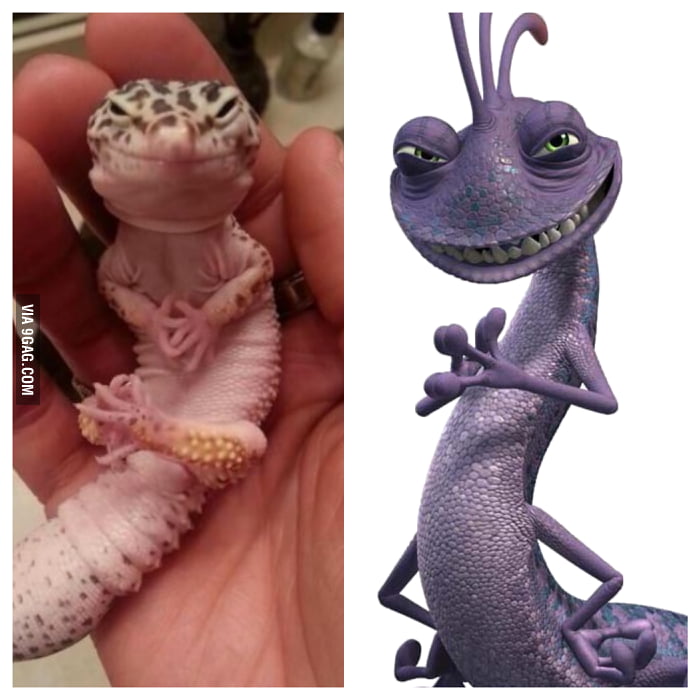 Real life Randall Boggs from Monsters, Inc. separated at birth 9GAG