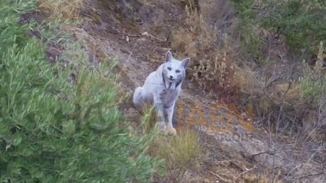 A stunning and rare sight, the first leucistic Iberian lynx ever recorded on the peninsula