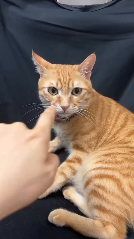 Meet Pineapple, the single core processor braincell cat